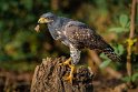 091 Tarcoles, zwarte buizerd